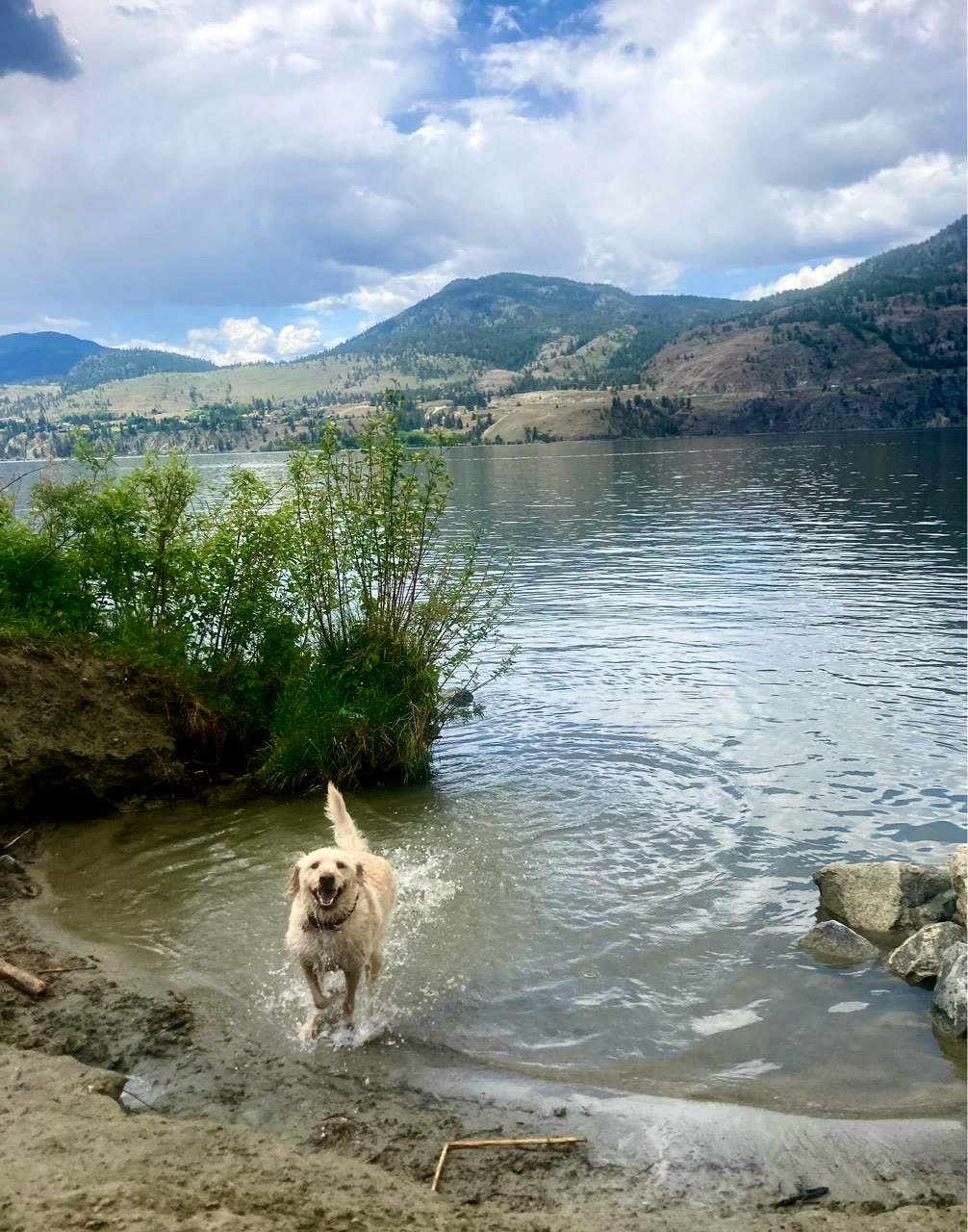 Skaha Lake Dog Beach (Lakeside Road)