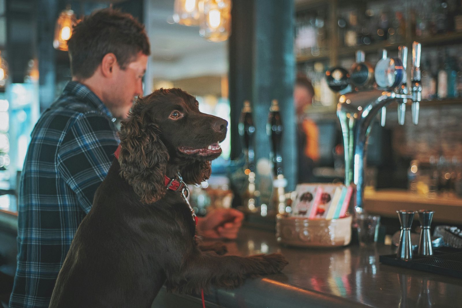 A spaniel with its paws on the bar beside the beer taps