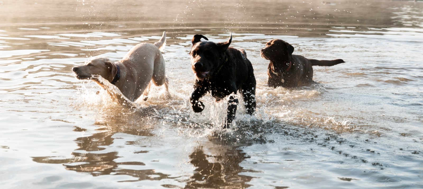 Three Labradors splashing through the shallows of a lake