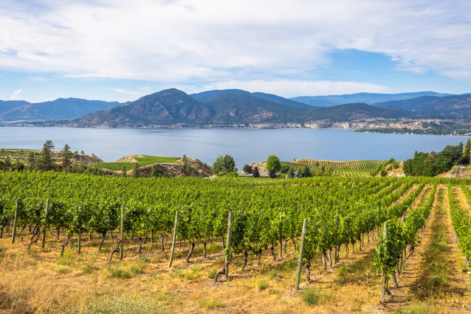 Vineyard rows above Okanagan Lake in Naramata