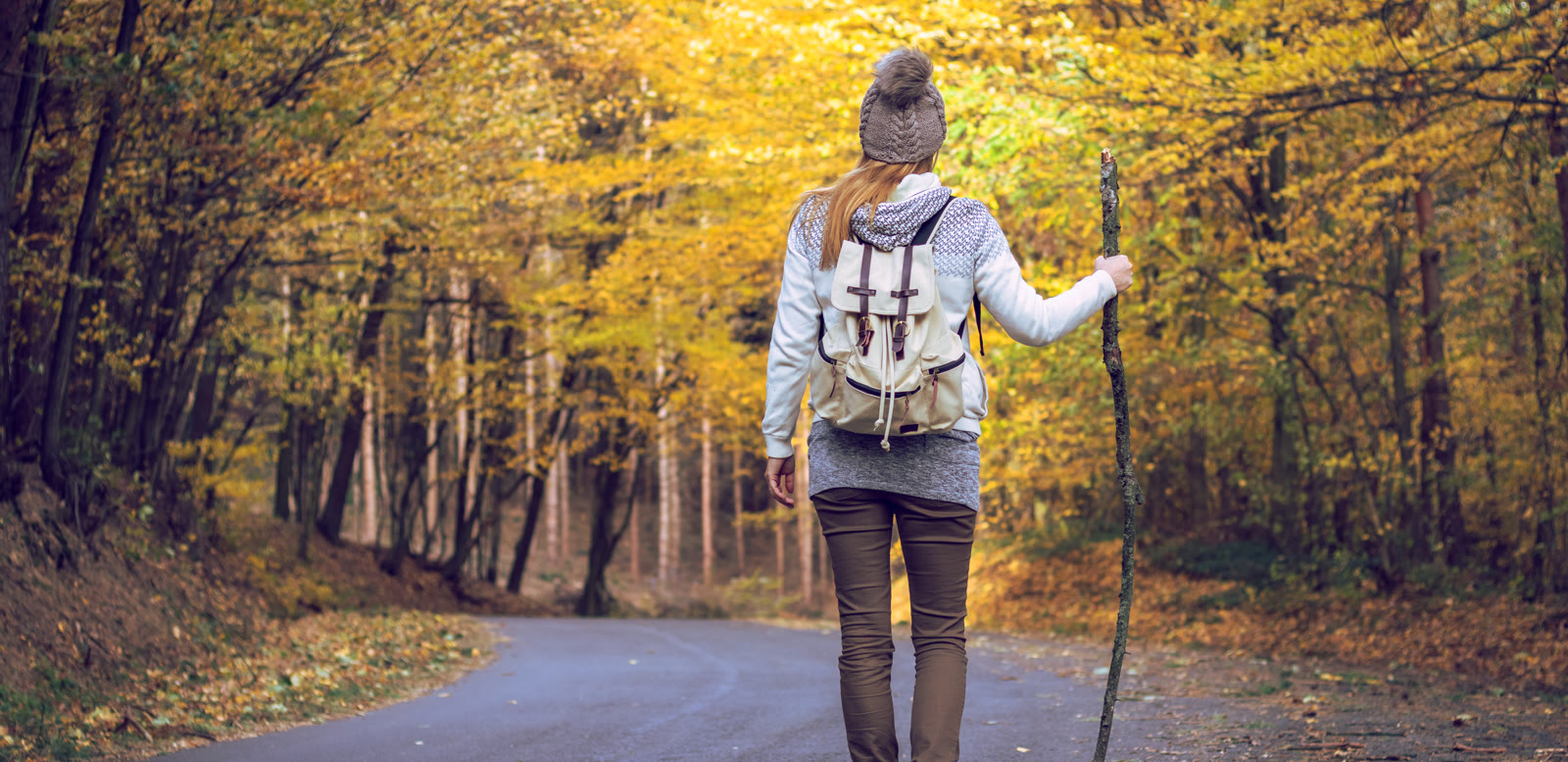 A hiker walking a road through golden fall forest