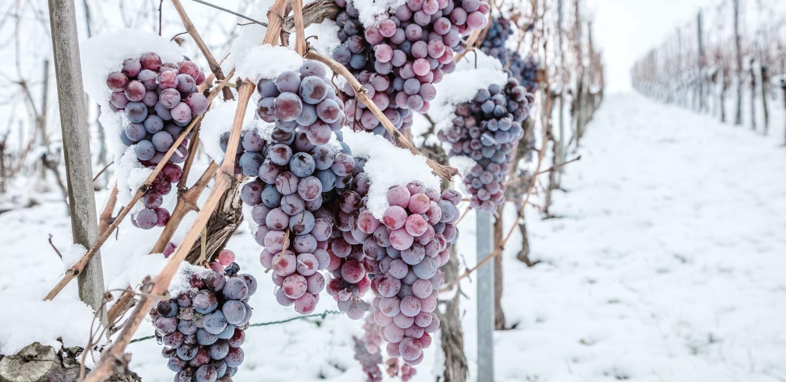 Frozen icewine grapes hanging on the vine in a snowy vineyard