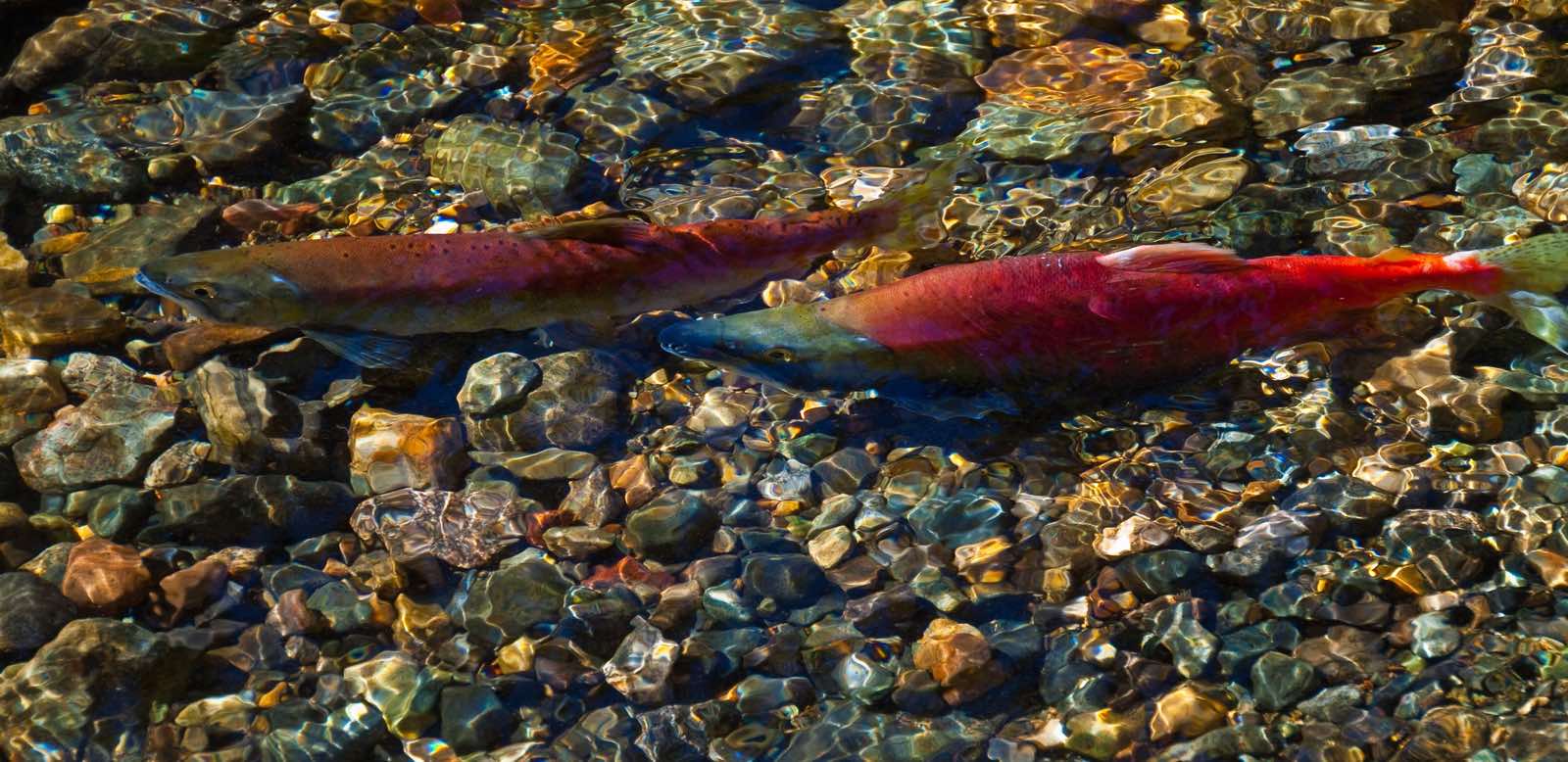 Two bright red kokanee salmon over the pebbles of a clear spawning creek