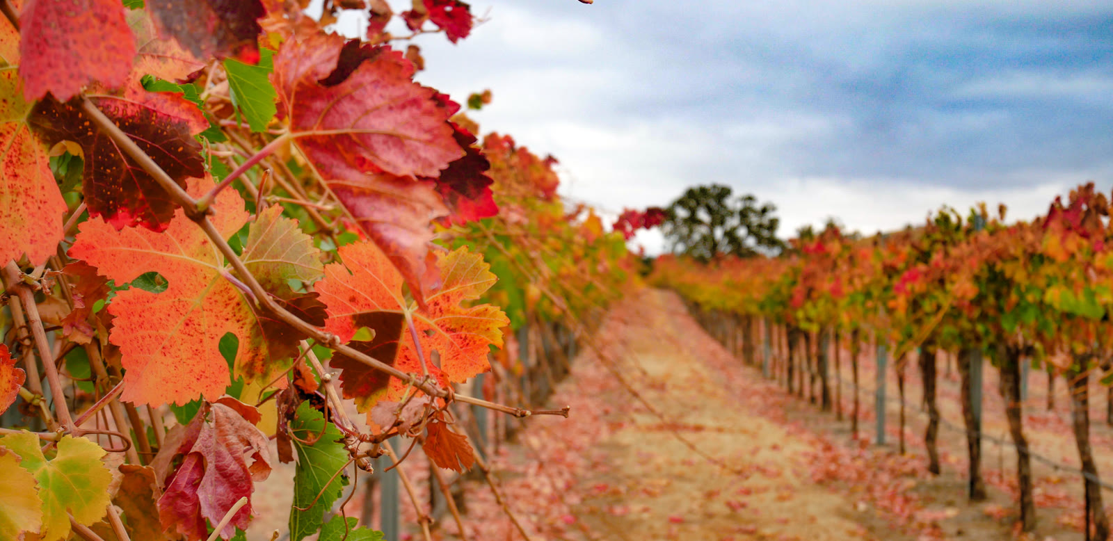 Vineyard rows in red and gold fall colour