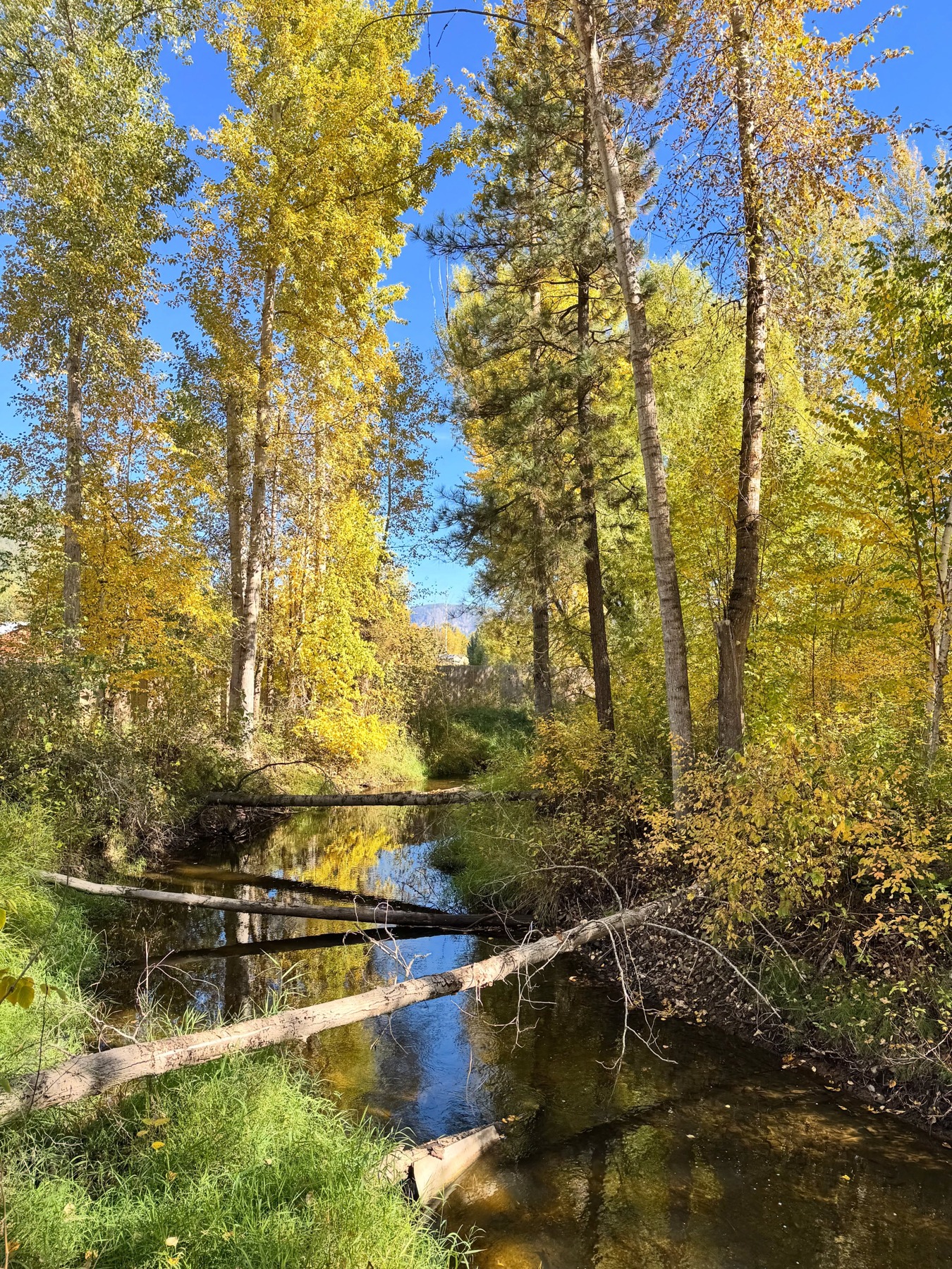 Lumby Salmon Trail