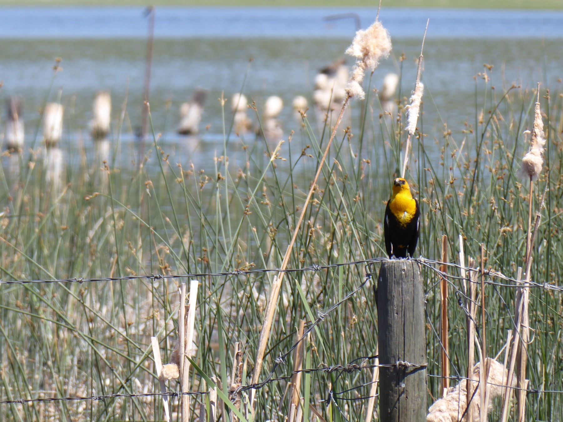 Robert Lake Regional Park