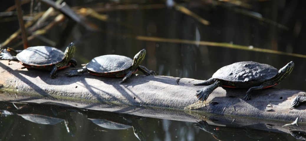 Des tortues peintes au soleil sur un tronc au parc Chichester Wetland, à Kelowna