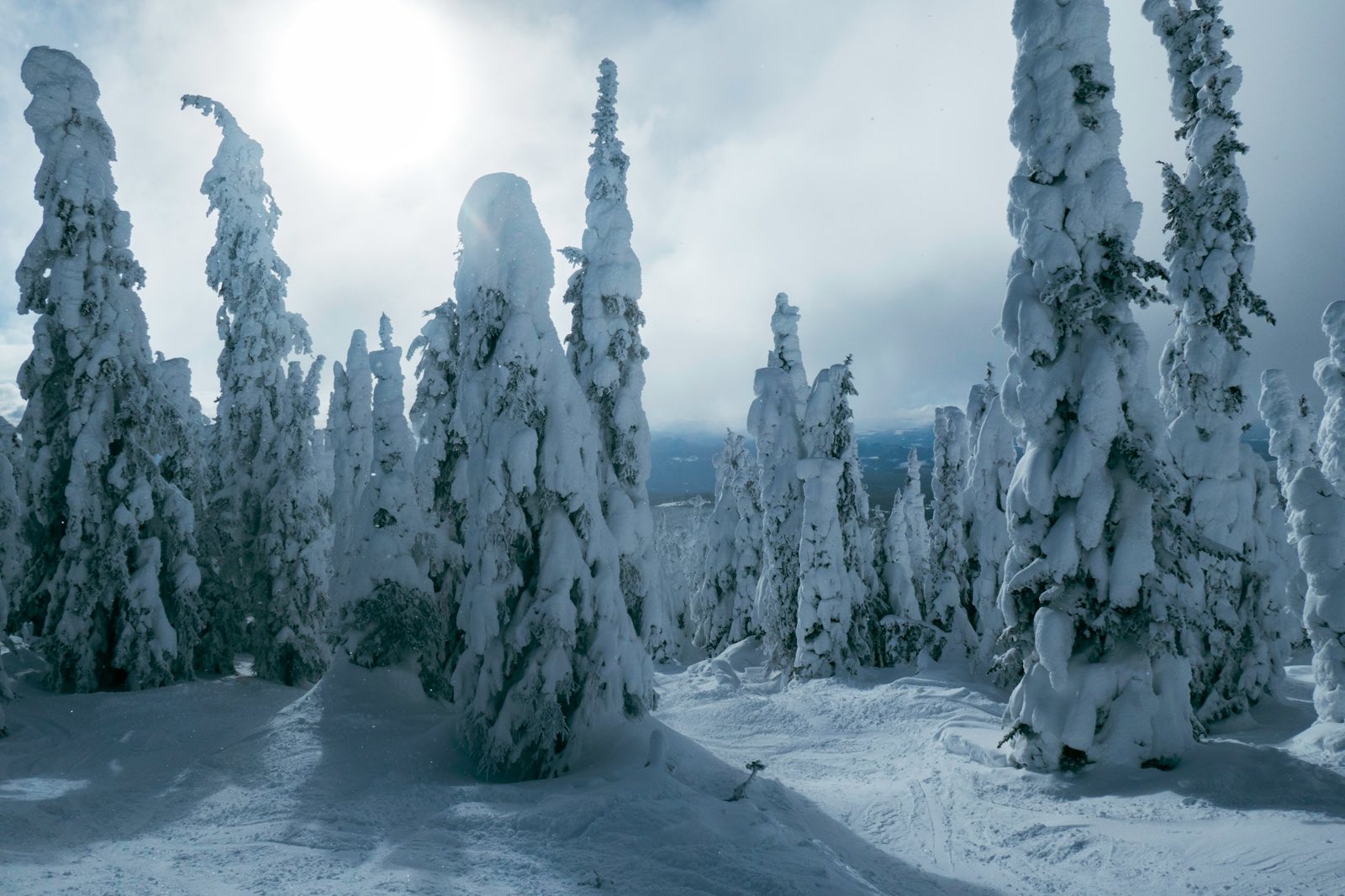 Snow-covered trees in a winter forest at Big White