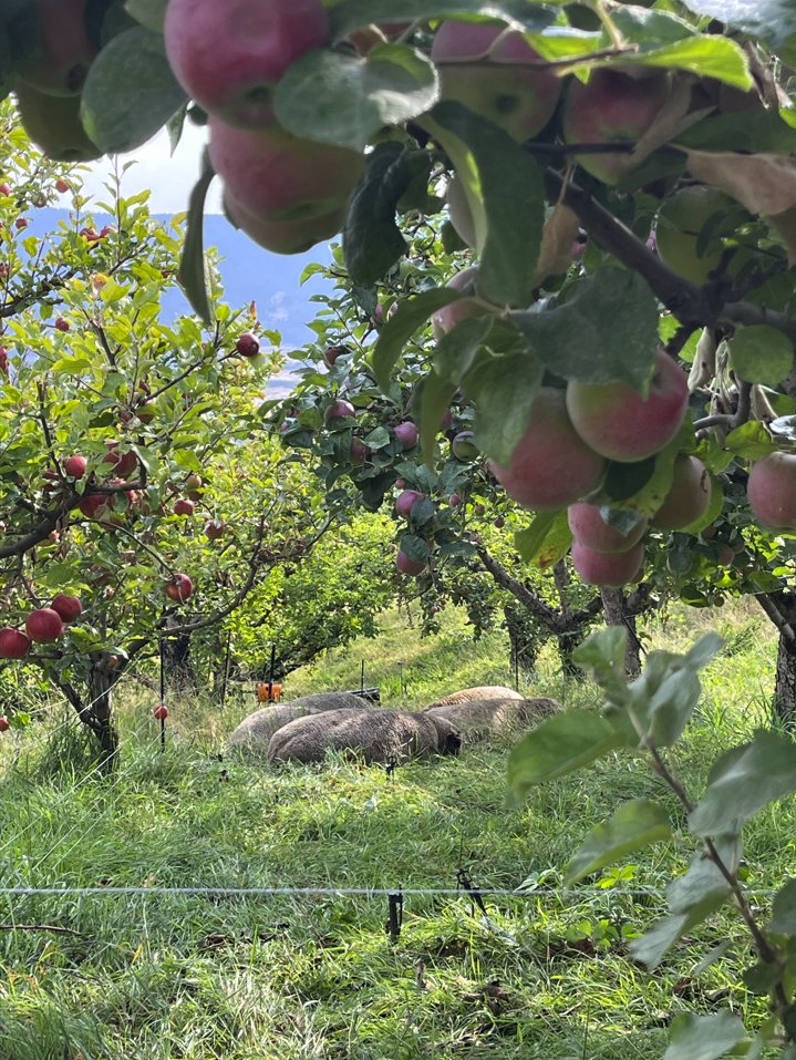 Rose Hill Orchard & Cidery – photo 4 sur 7