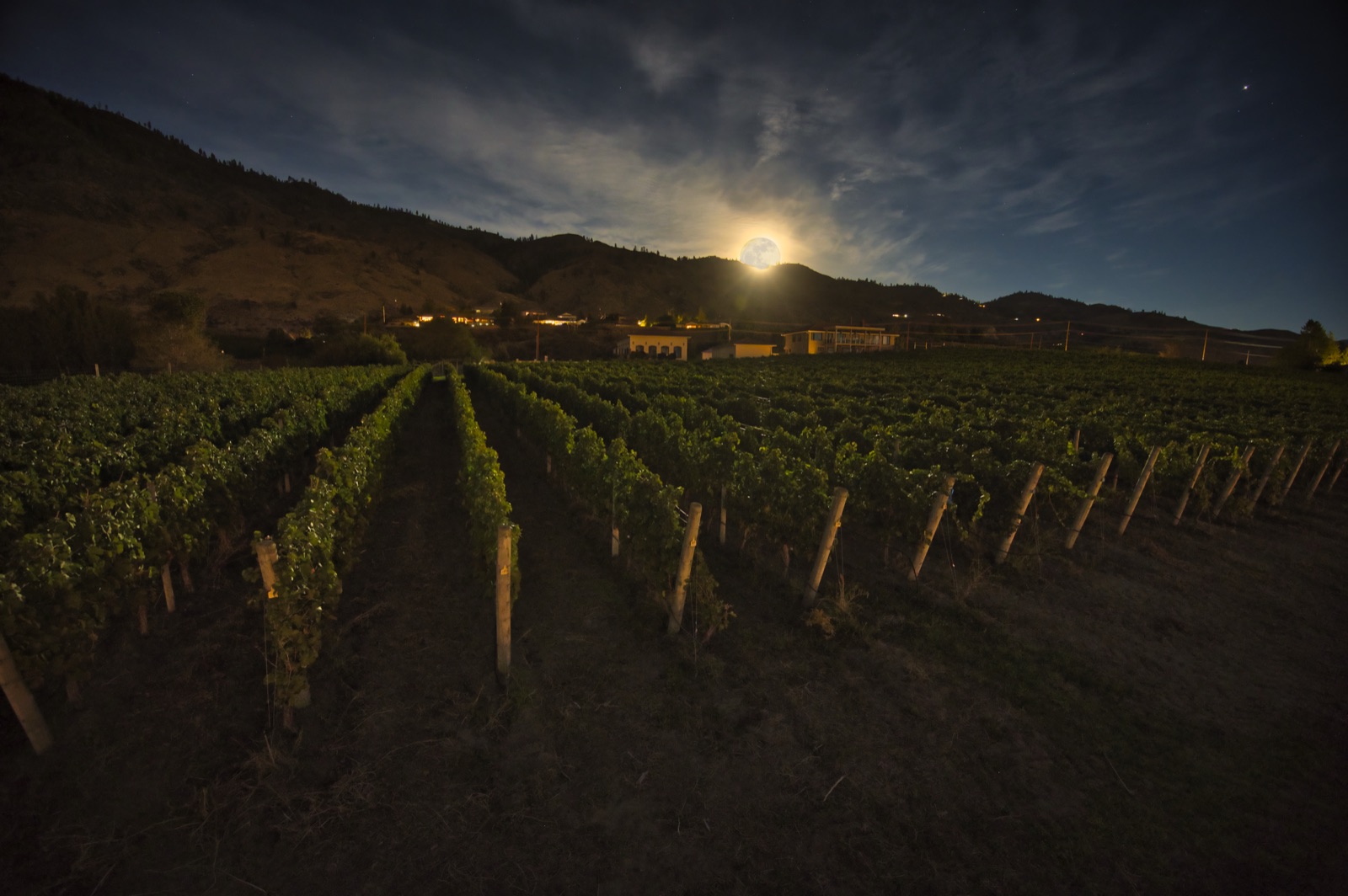 Moon Curser Vineyards – photo 3 sur 6