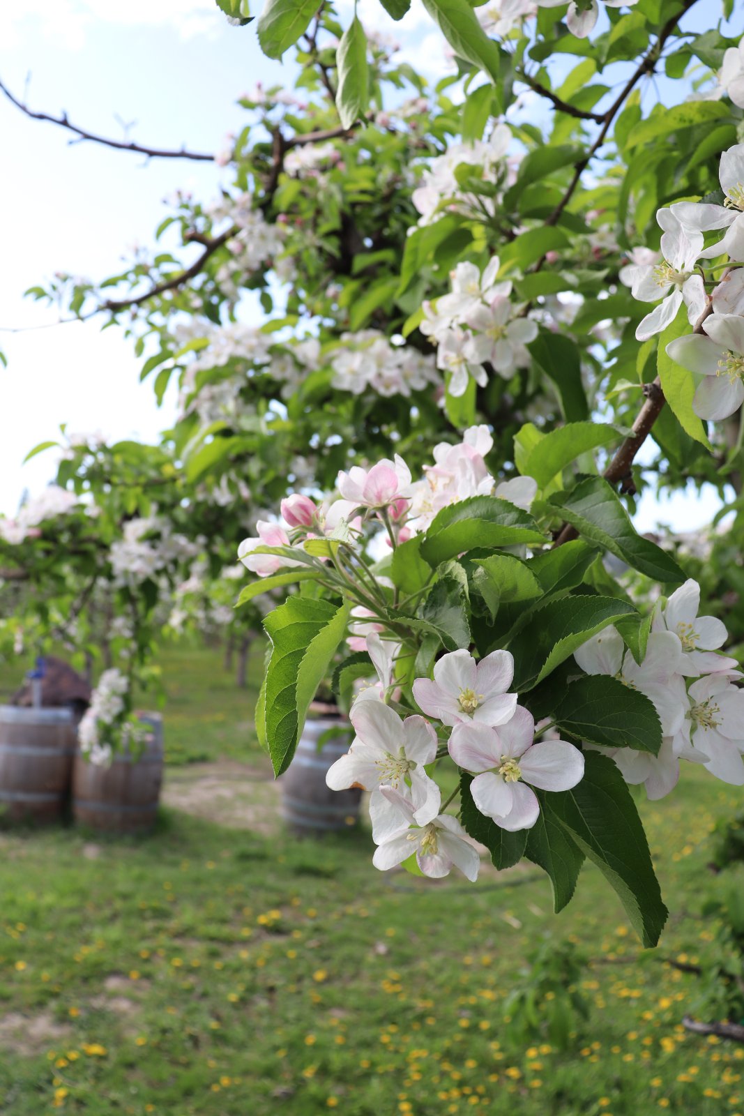 Rose Hill Orchard & Cidery – photo 3 sur 7