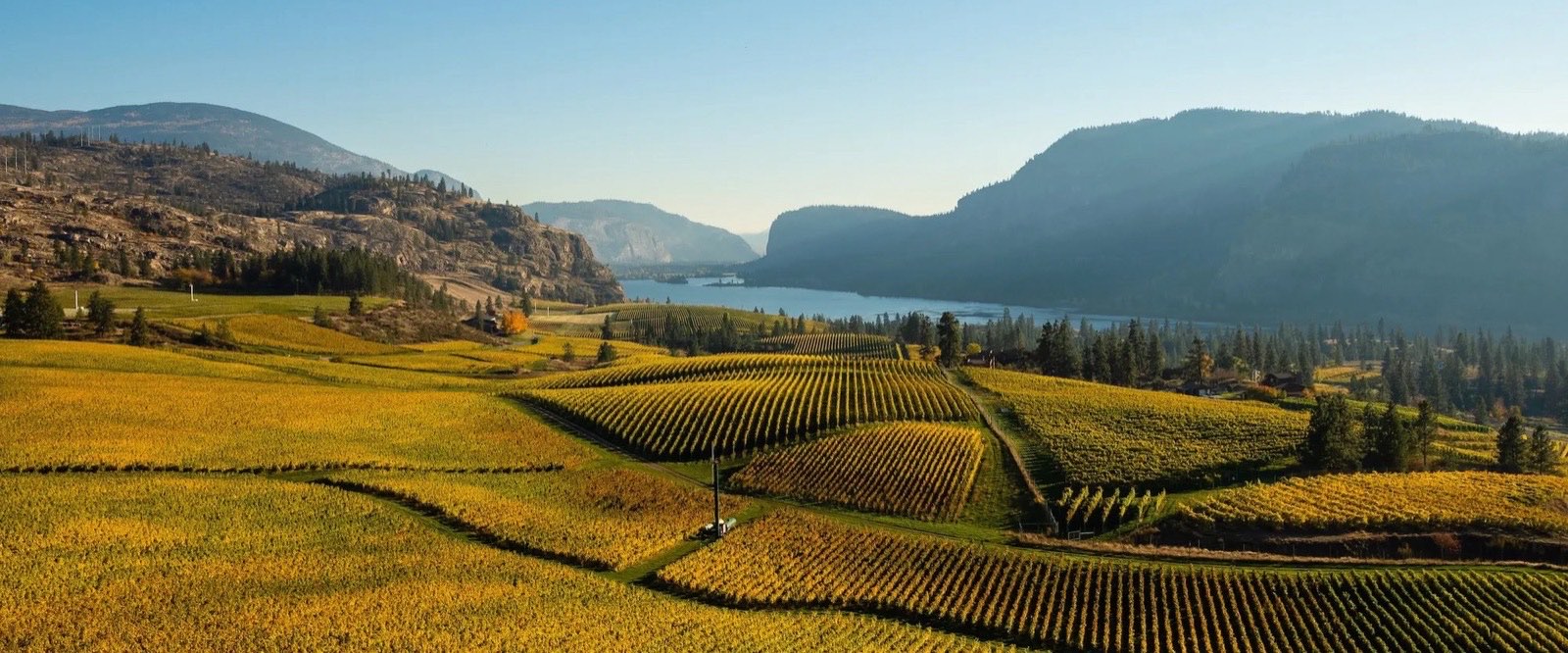 Vineyards running down to Vaseux Lake near Okanagan Falls