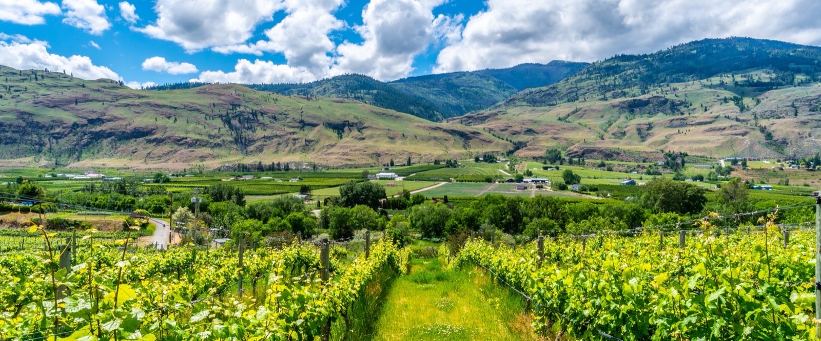 Vineyard rows near Oliver