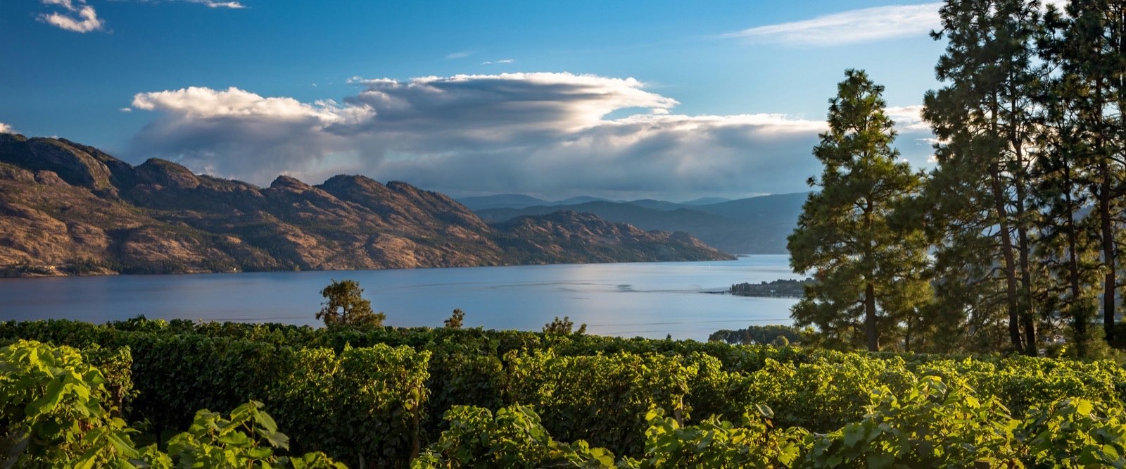 Mission Hill vineyards above Okanagan Lake in West Kelowna
