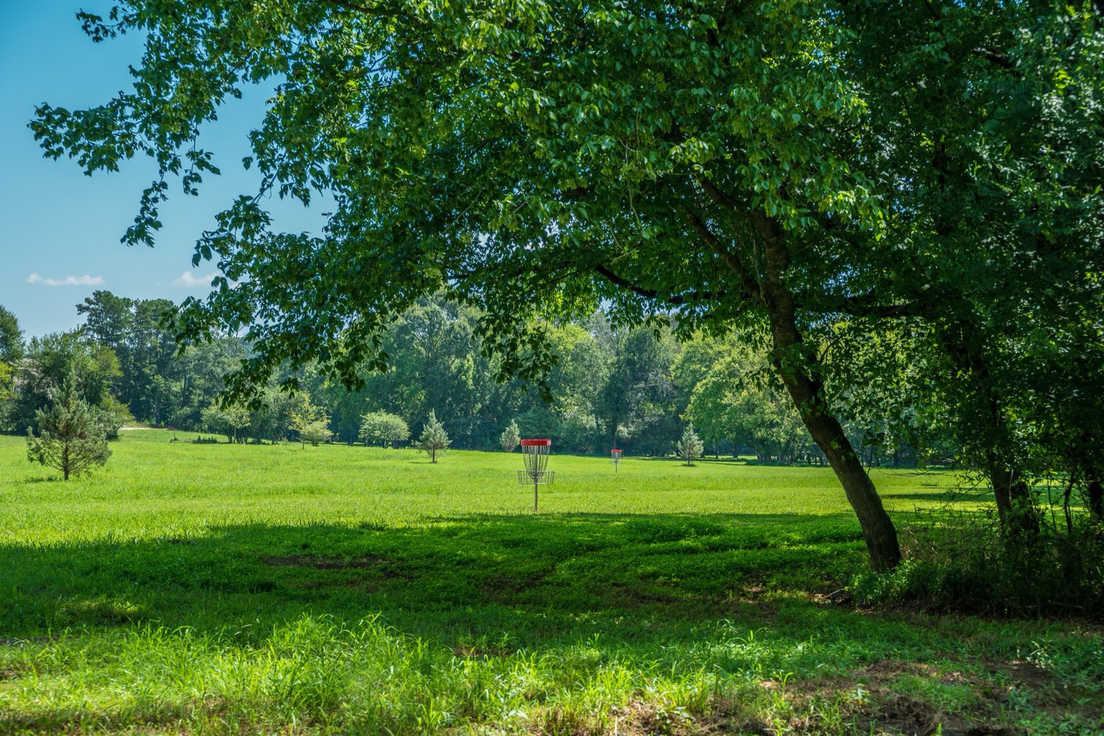 A disc golf basket on a grassy fairway among tall trees