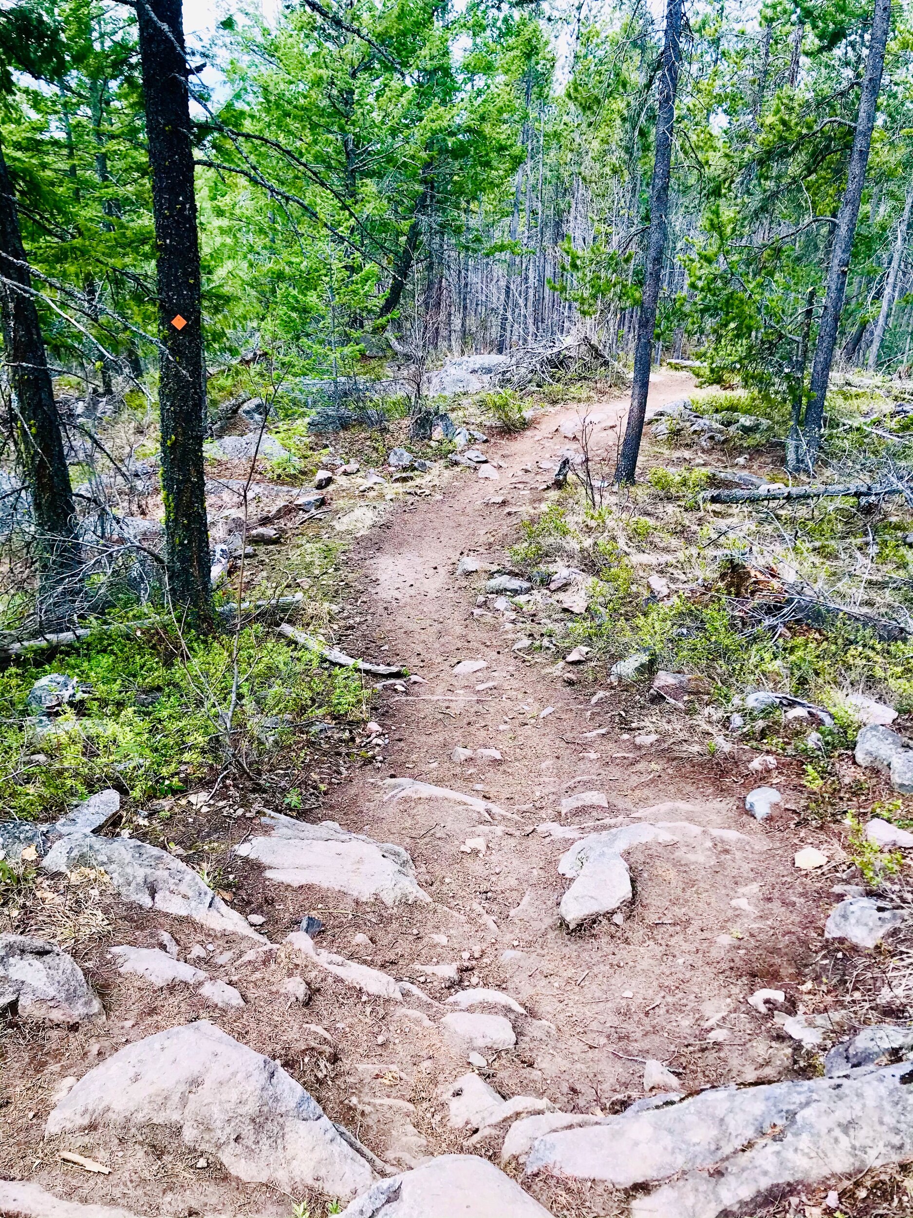 Rose Swanson Mountain Trails