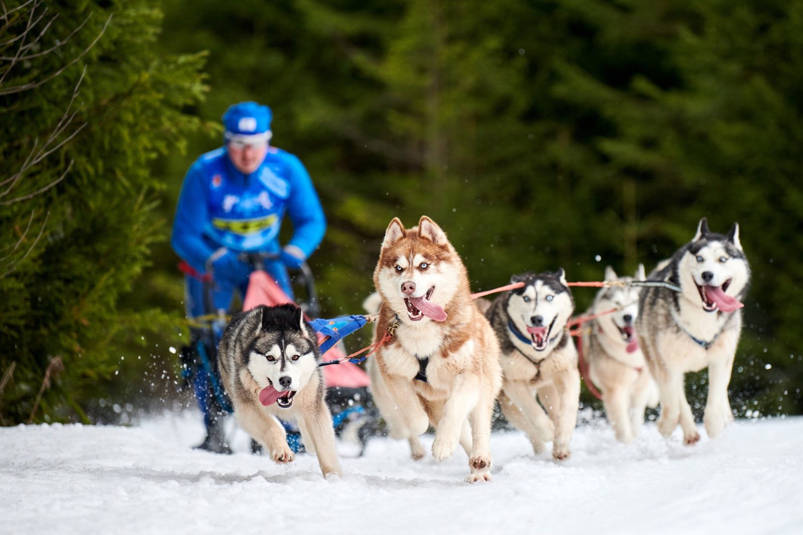 A team of huskies racing through the snow