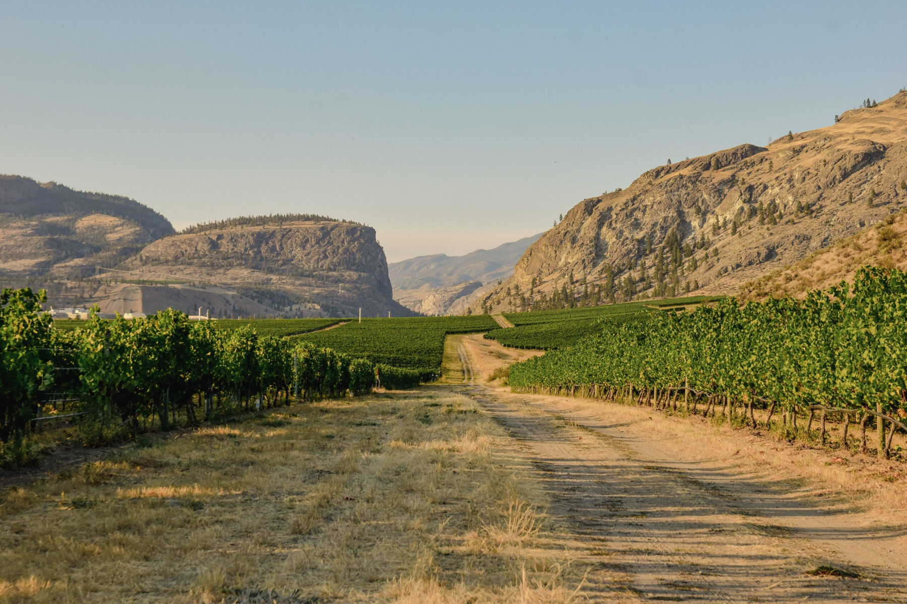 Apricus Cellars