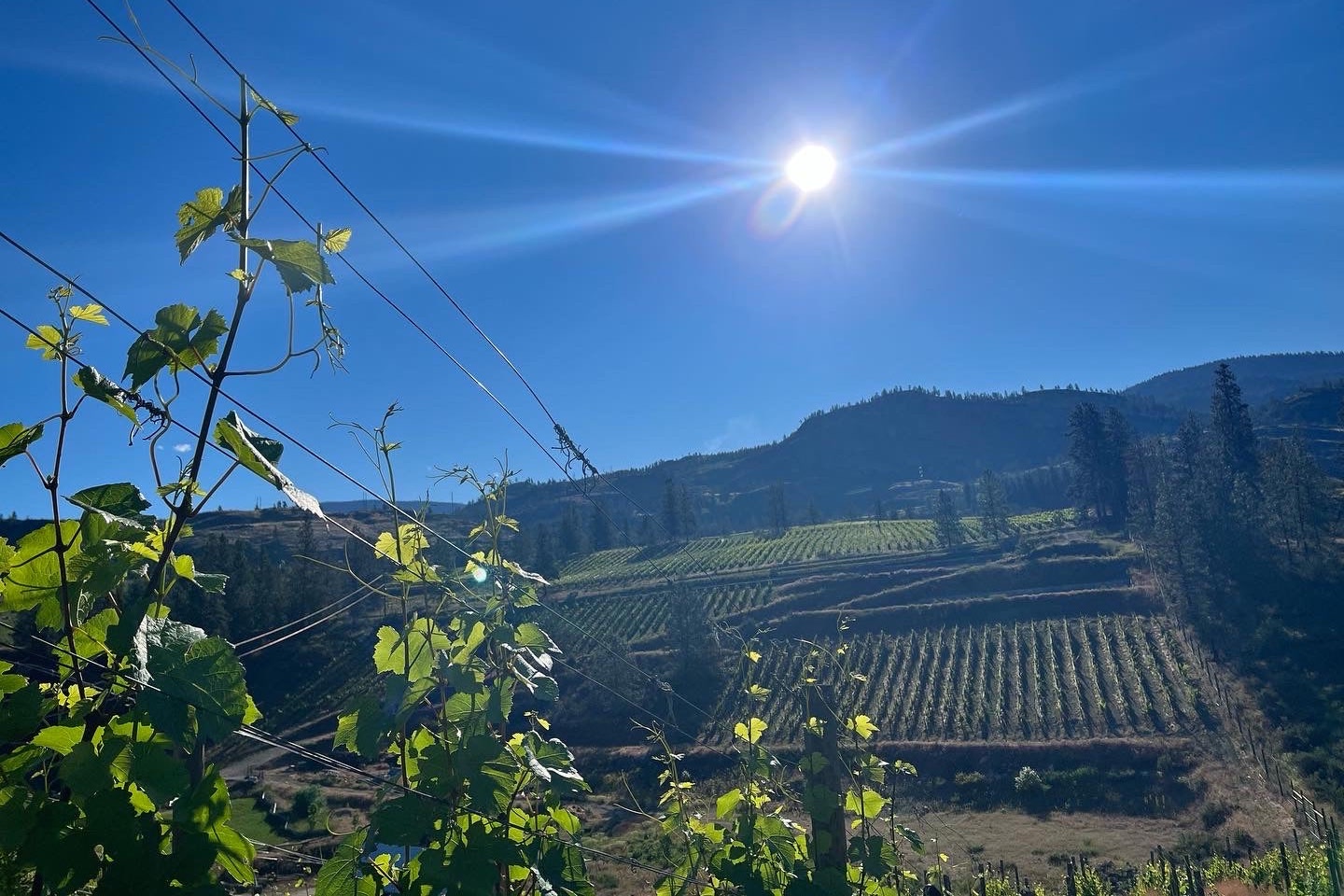 BC Wine Studio & Carter Wine Co