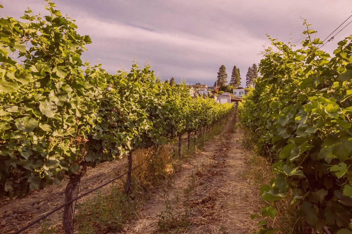 Beaumont Family Estate Winery