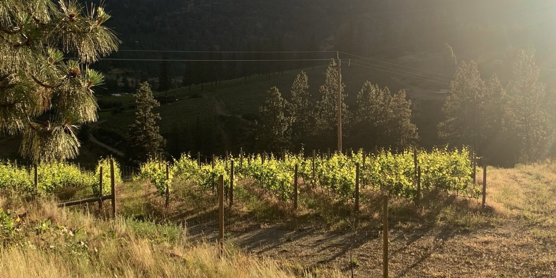 Bonamici Cellars