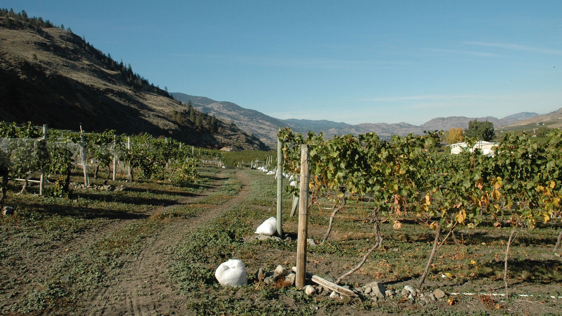 Castoro de Oro Estate Winery