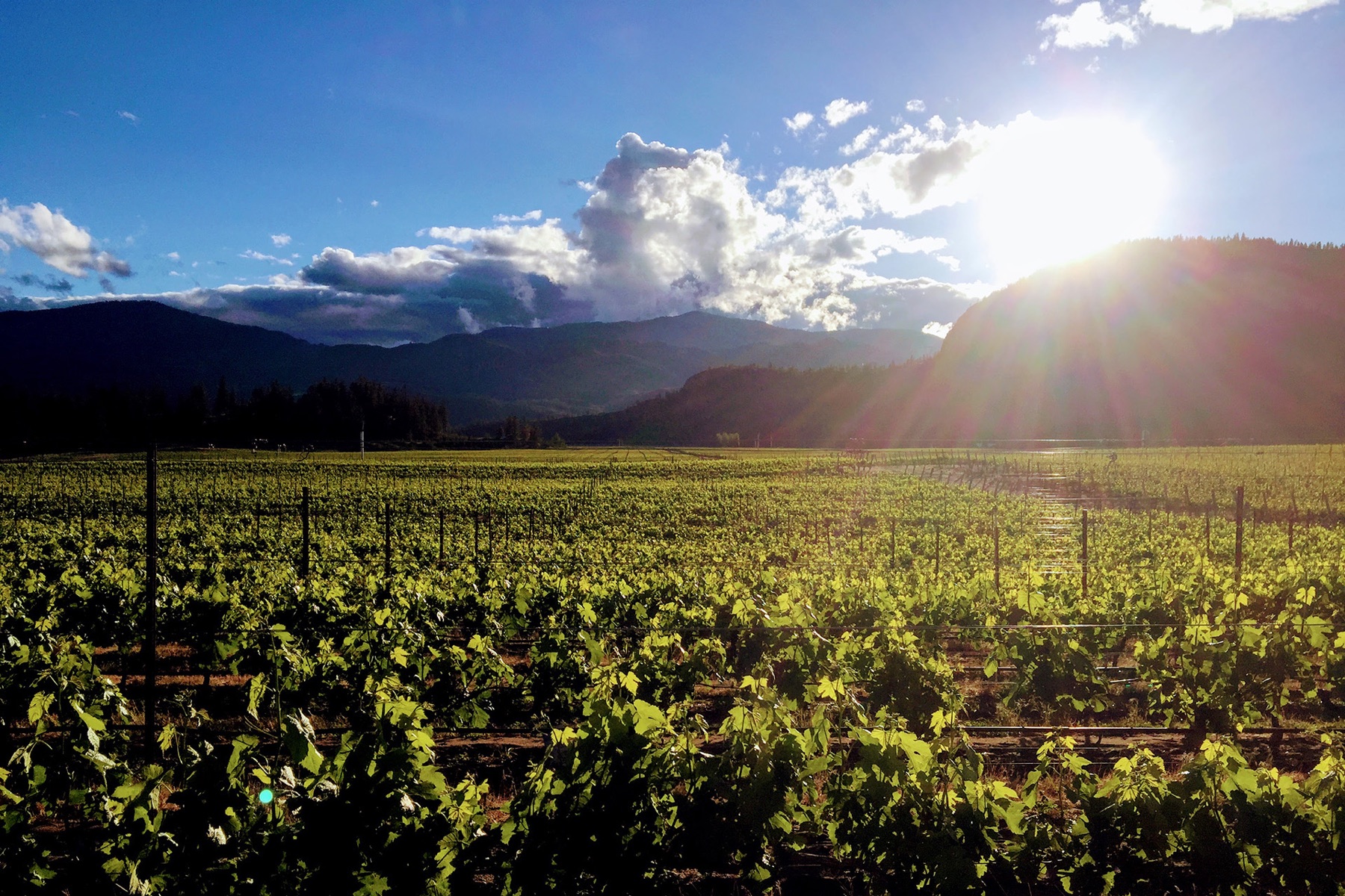 Covert Farms Family Estate