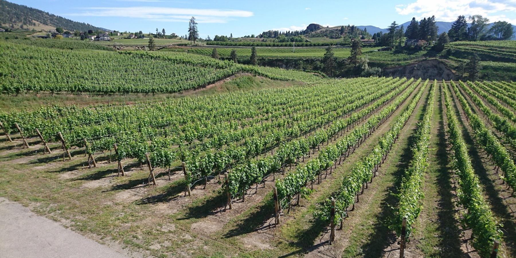 D'Angelo Estate Winery