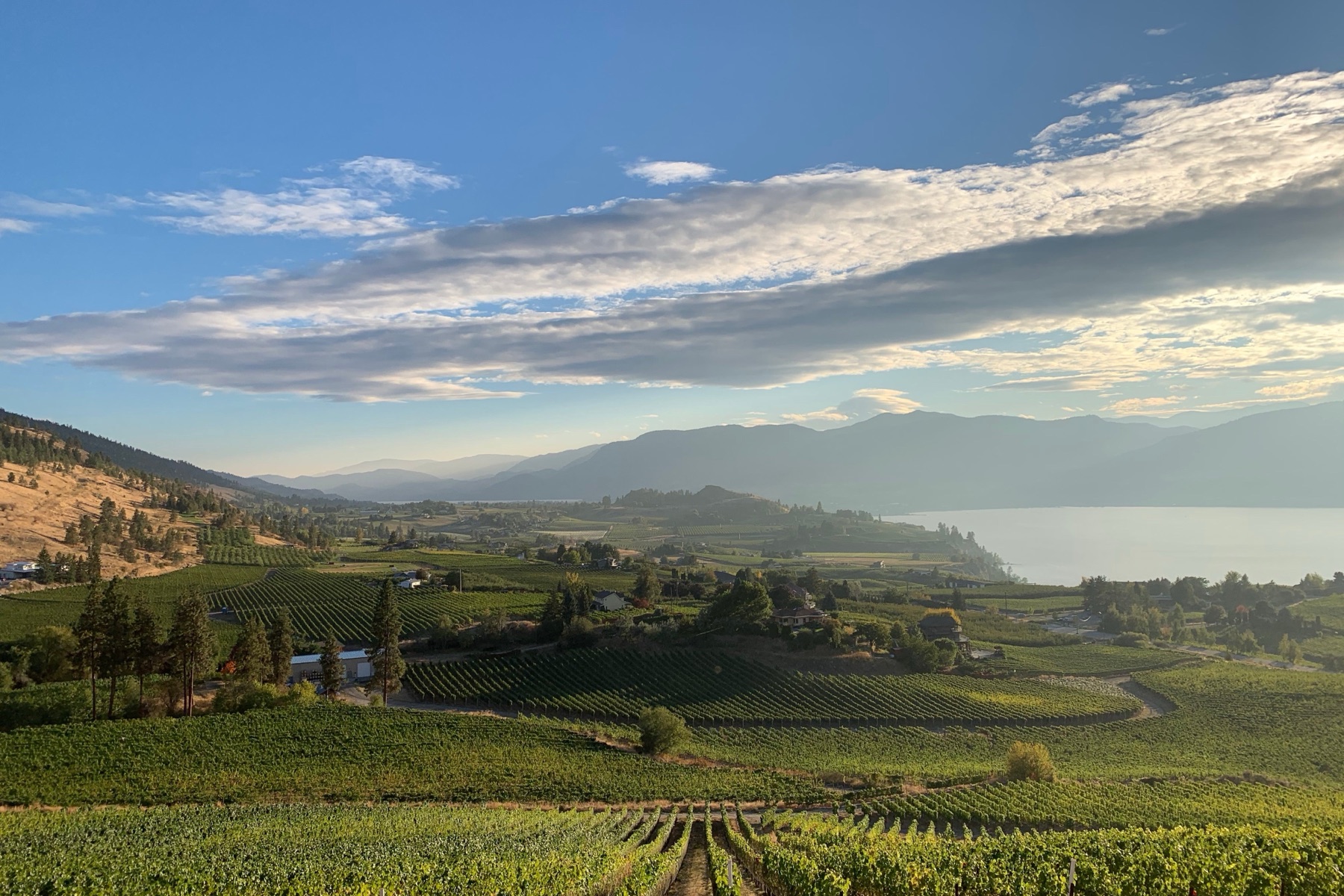 Fox & Archer Wines