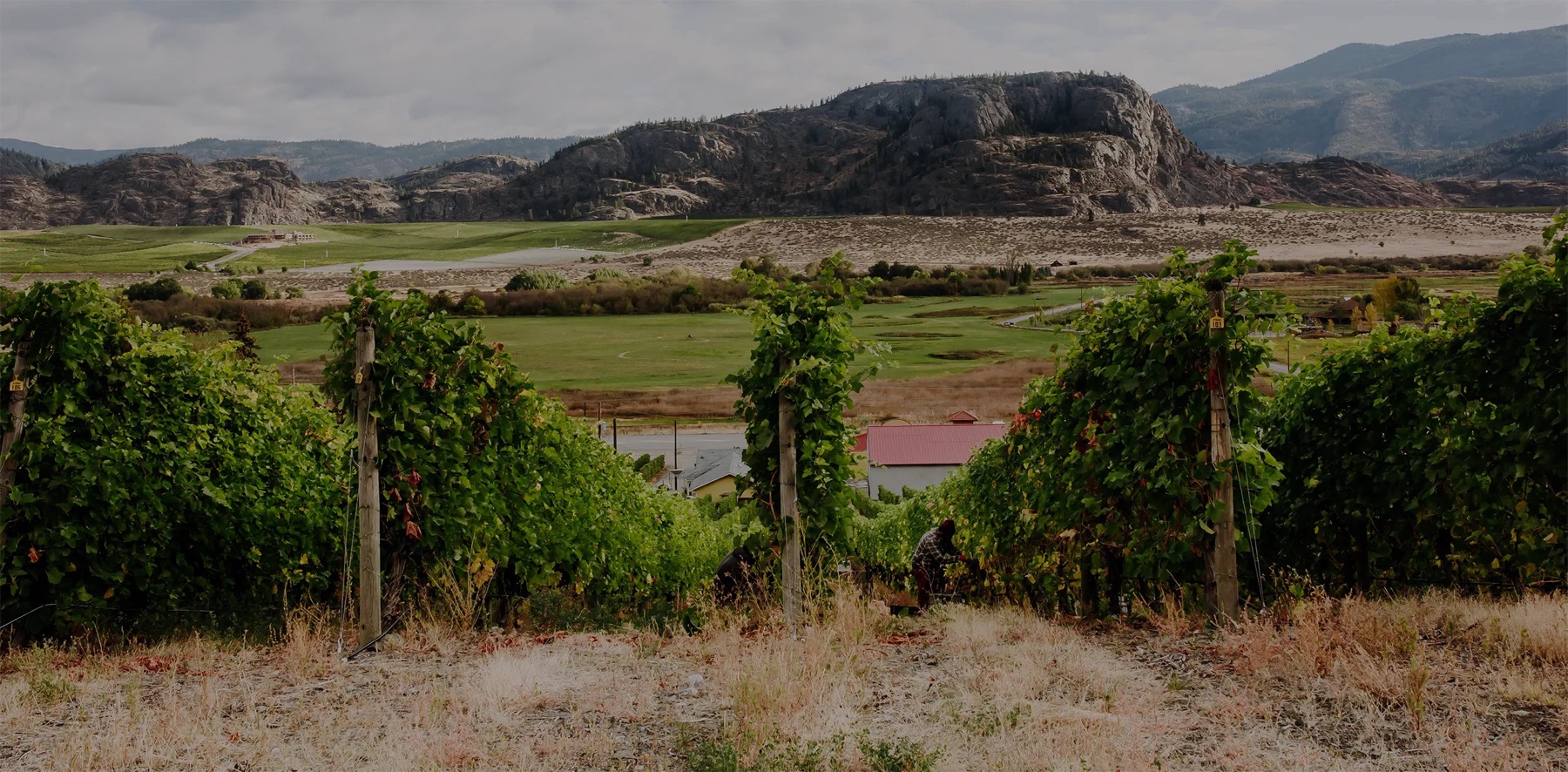 Gold Hill Winery