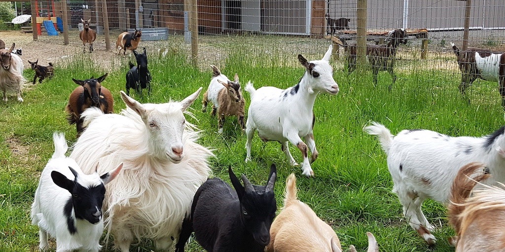 GottaGoat Farm