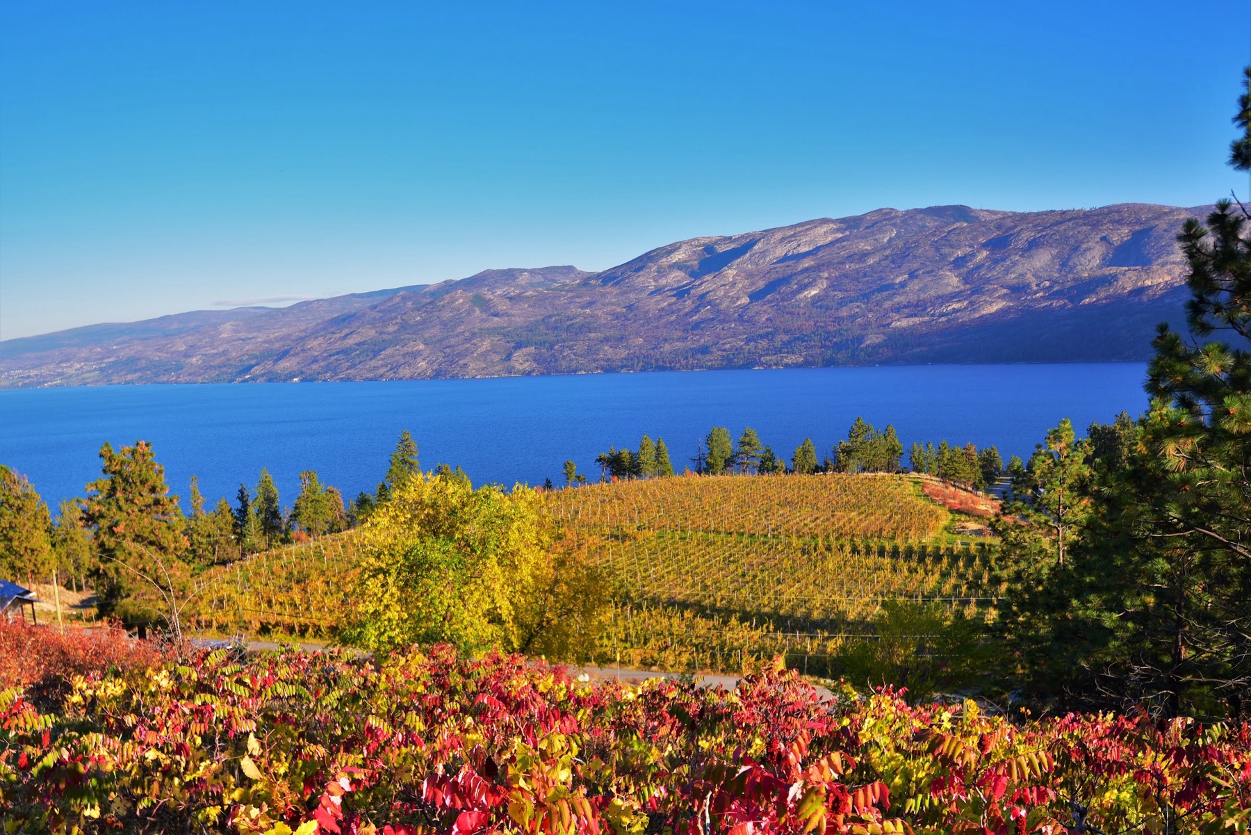 Hainle Vineyards Estate Winery