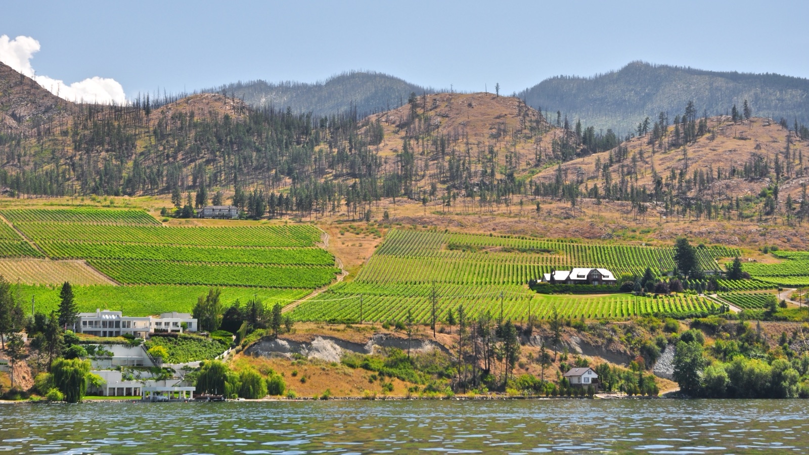 Bare Wine Tours