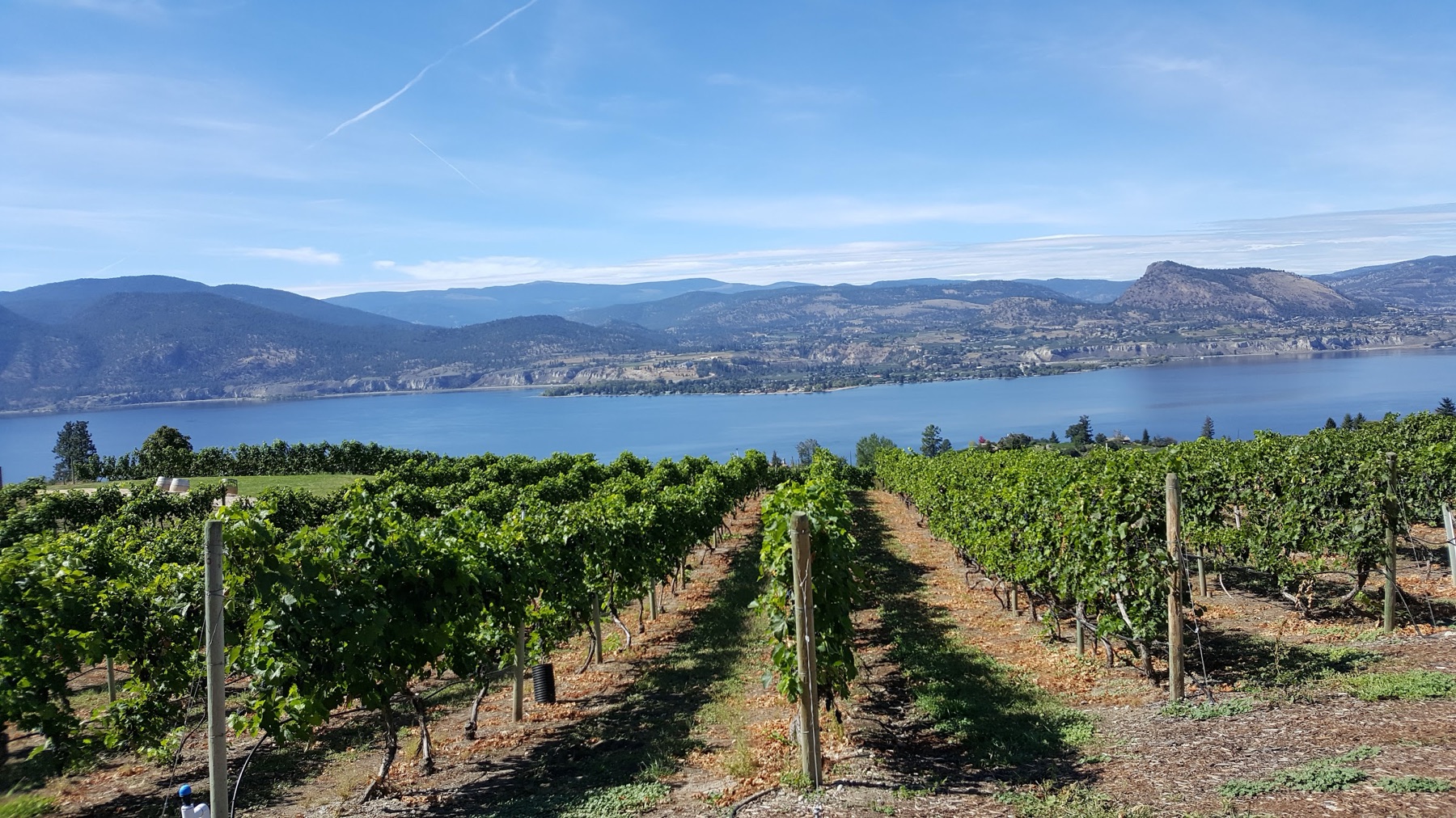 Lang Vineyards