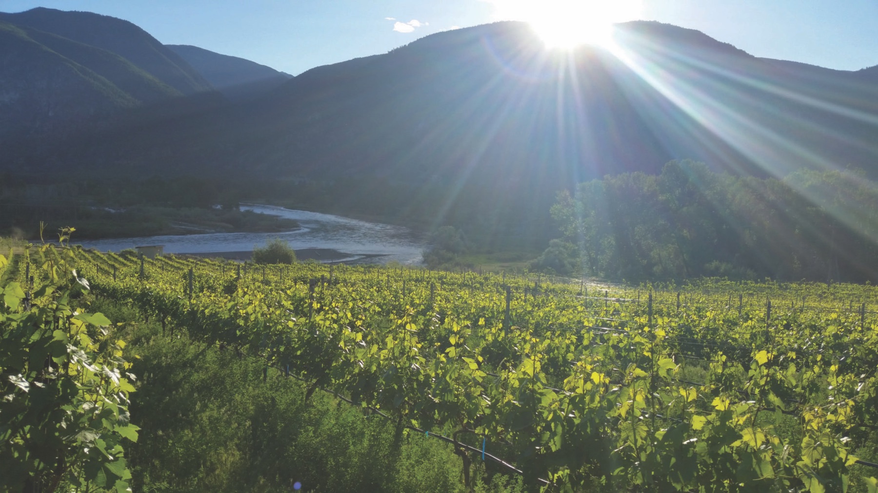 Liber Farms & Winery