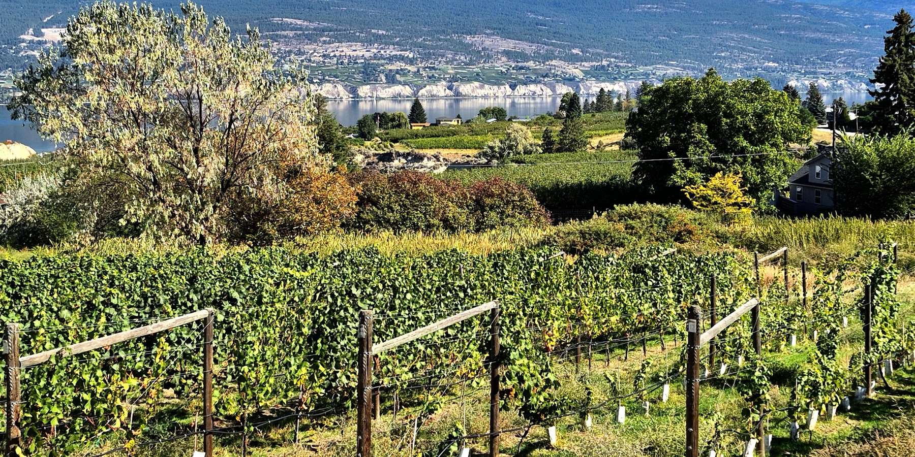 Lunessence Winery & Vineyards