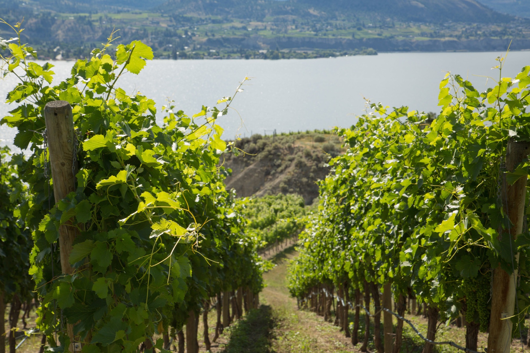 Marichel Winery