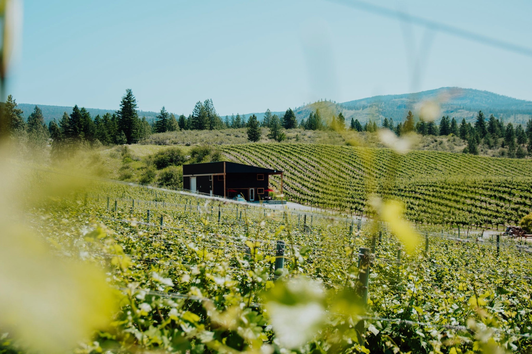 Mayhem Wines