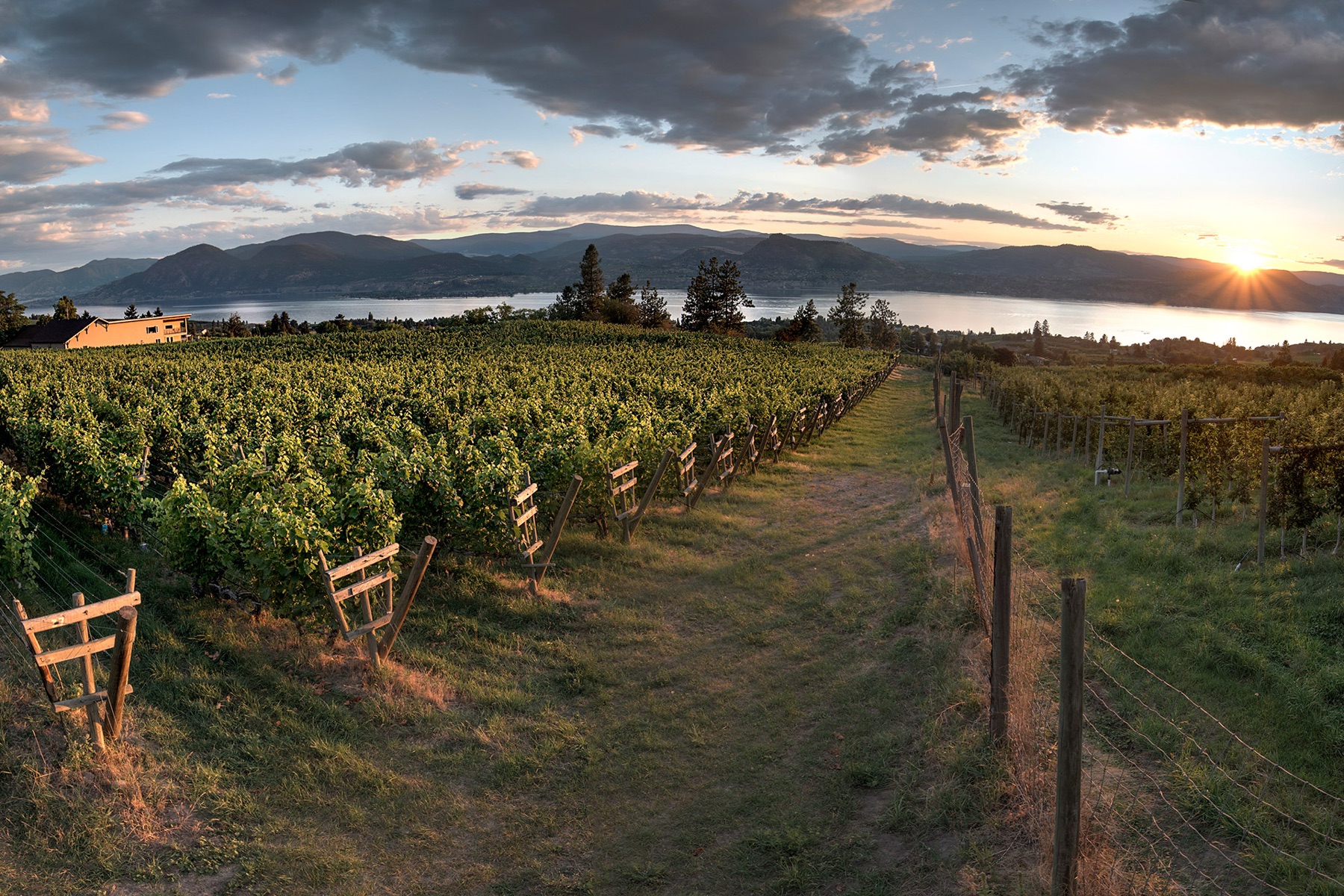 Nichol Vineyards
