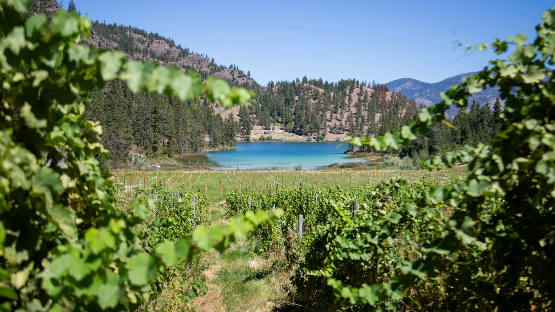 Nighthawk Vineyards