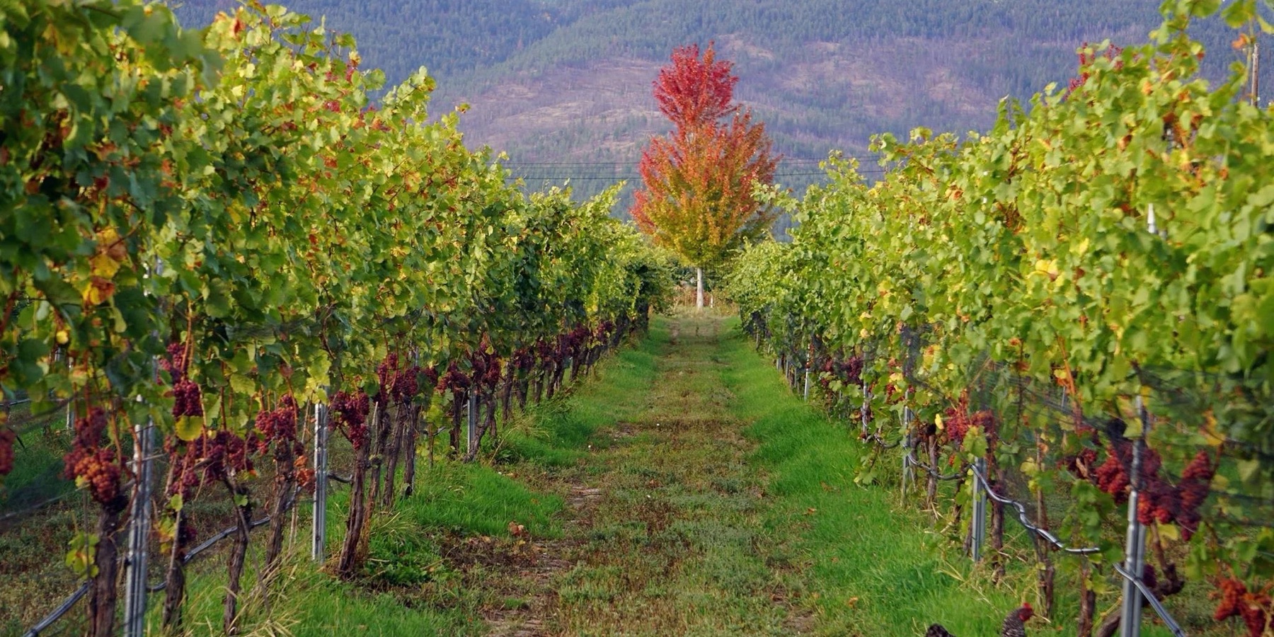 Off The Grid Organic Winery