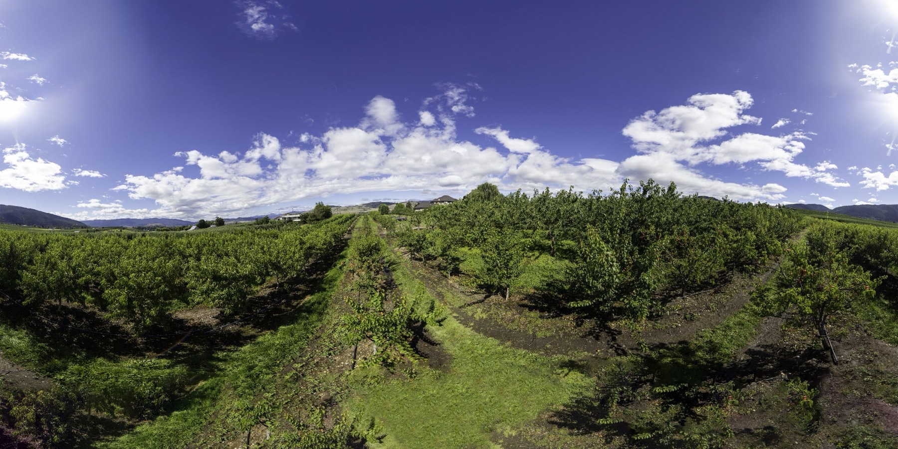 Peter's U-Pick Orchard