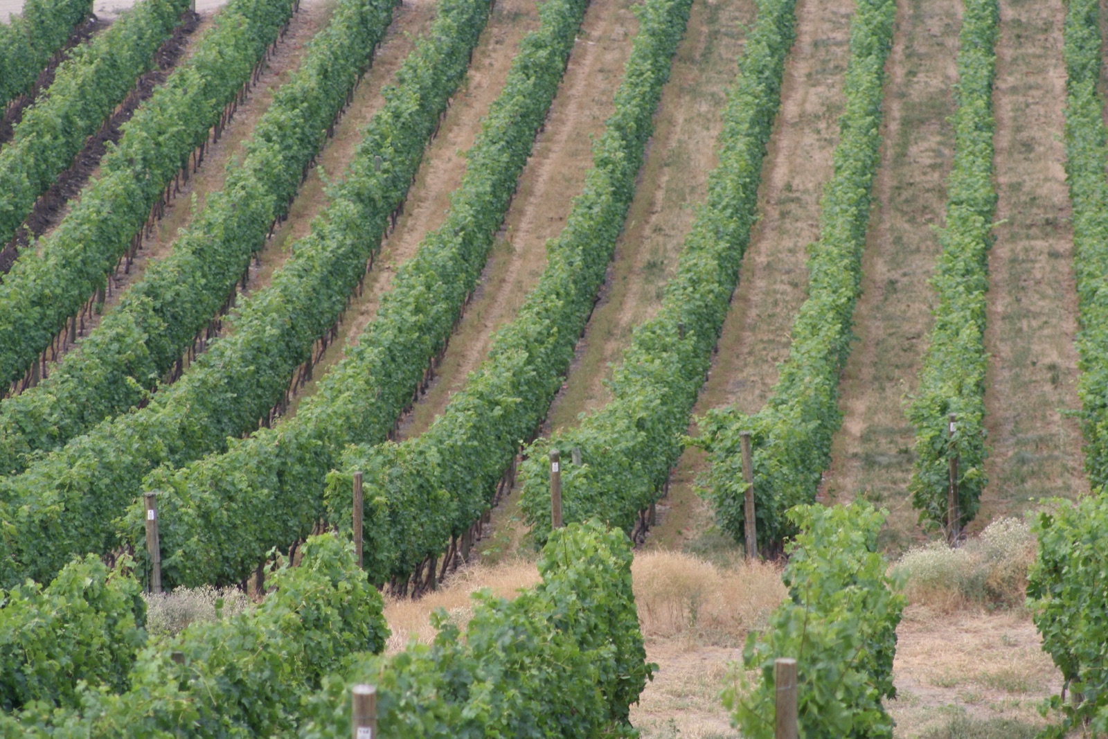 A Grape Experience Wine Tours
