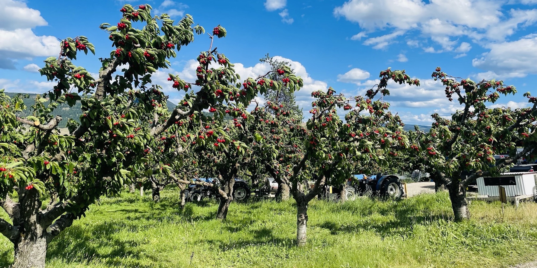 Rose Hill Orchard & Cidery