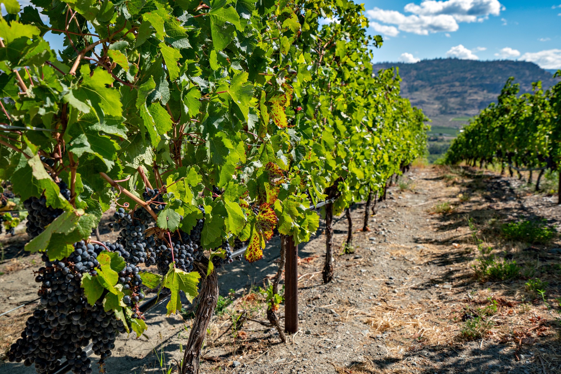 Second Chapter Wine Company