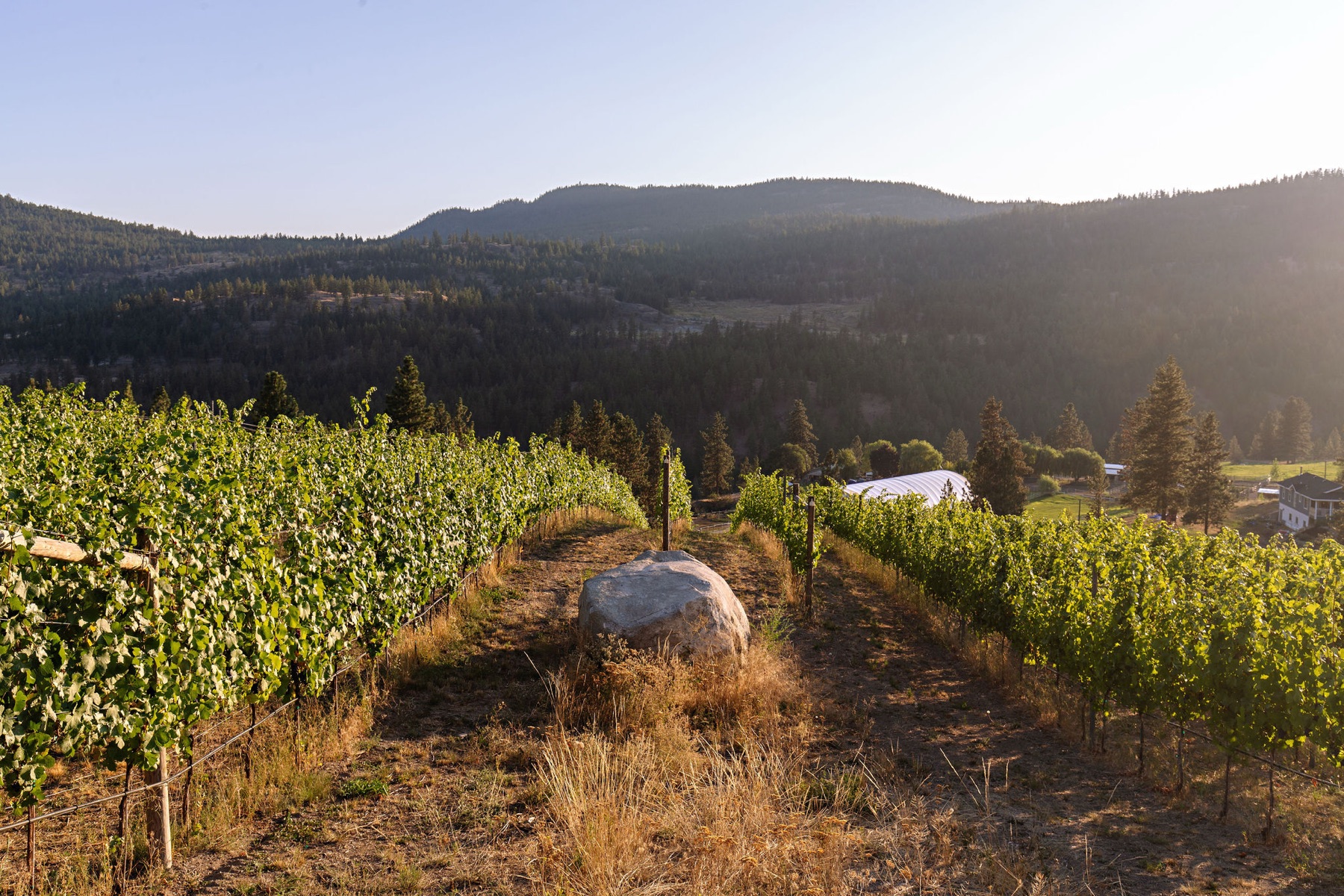 Solvero Wines