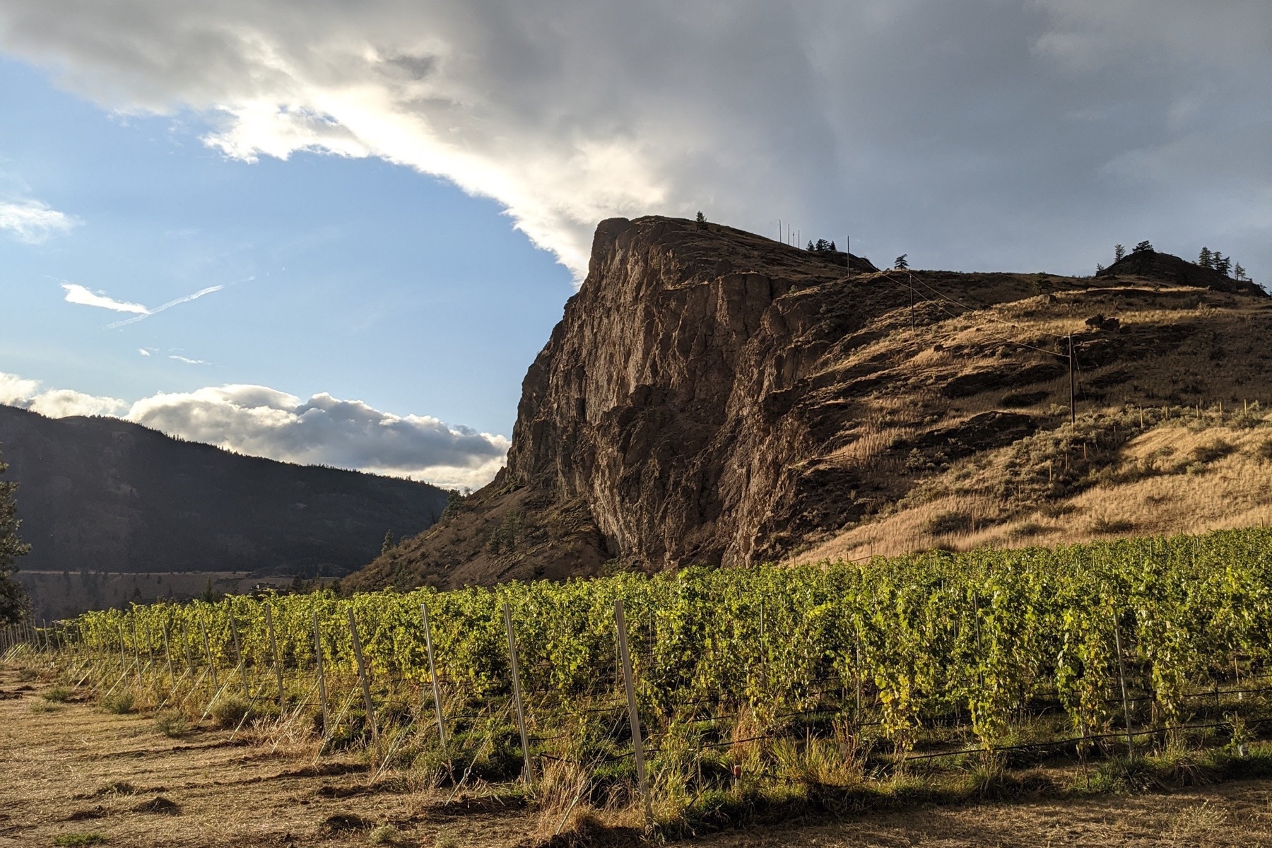 Synchromesh Wines