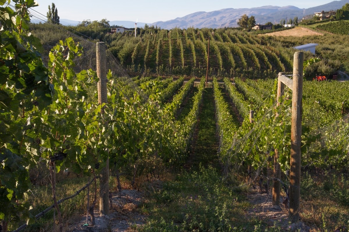 Tightrope Winery