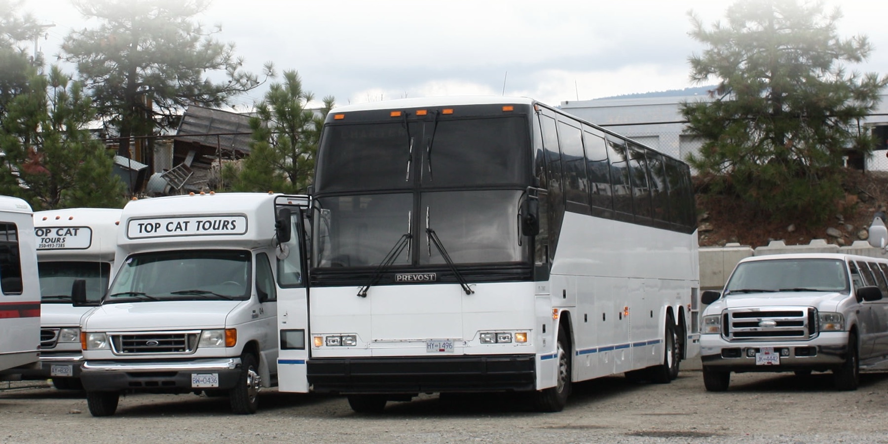 Top Cat Tours