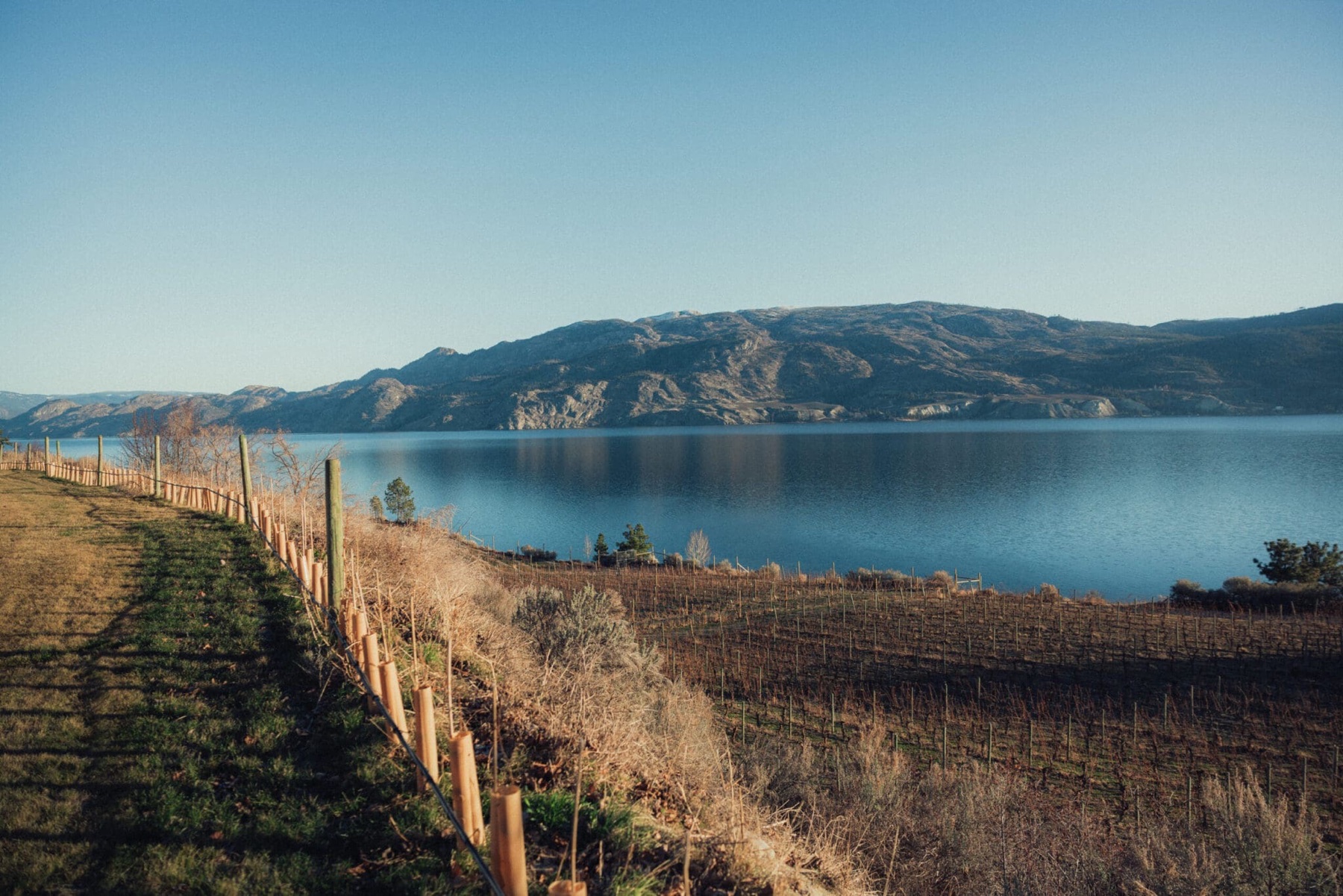 Vows & Vines Vineyard